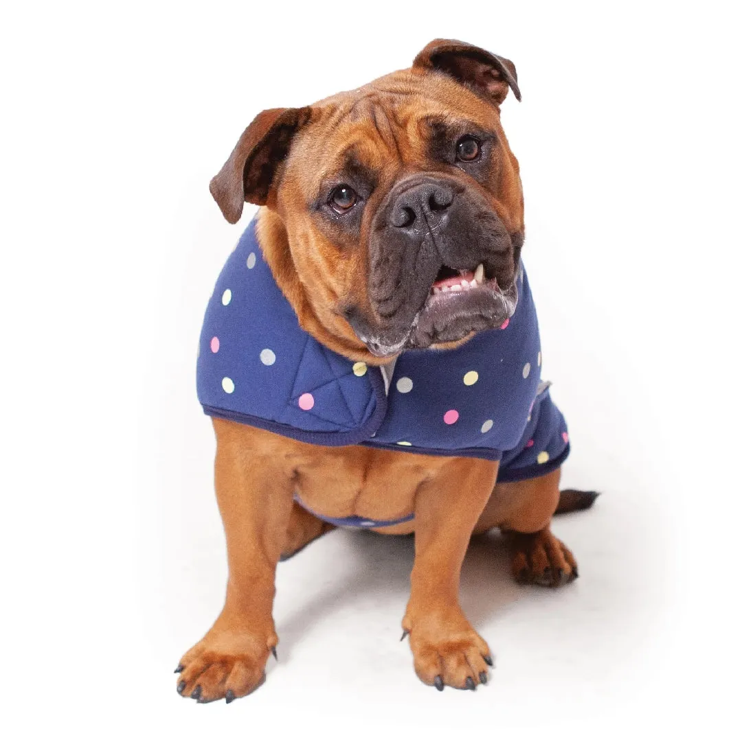 1 Pet X Kazoo Dog Rug Sprinkles Snuggle Original