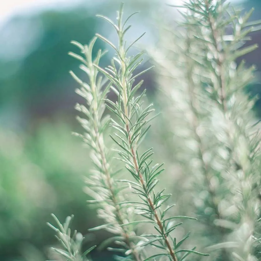 Rosemary Essential Oil Certified Organic 10ml